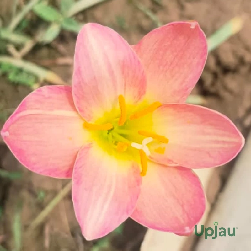 rain-lily-hybrid-zephyranthes-aurora-bulb-pink-peach-flower