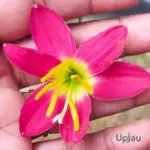 Zephyranthes Red Lamduan Flower