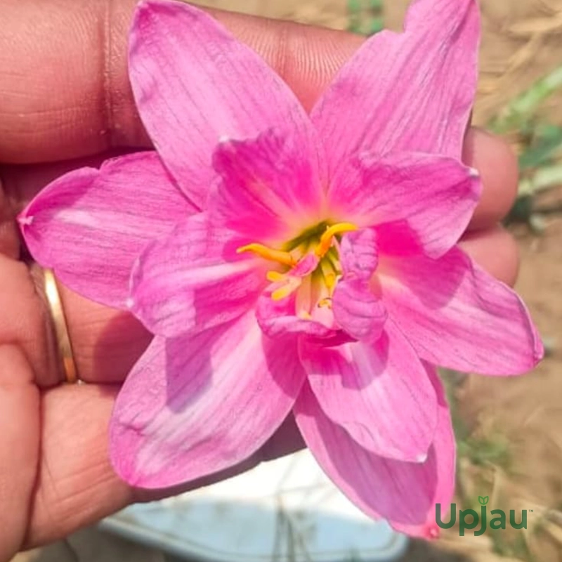 rain lily_Double petal