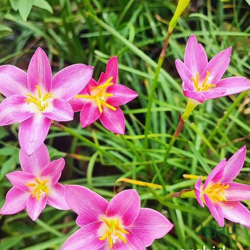 rain lily_orchid