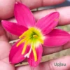 Rain Lily Hybrid Zephyranthes Red Lamduan Bulb