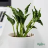 Epipremnum Shangri-La Plant or Sleeping or Godzilla Pothos