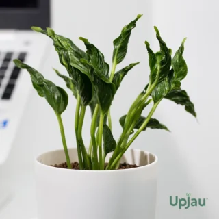 sleeping money plant