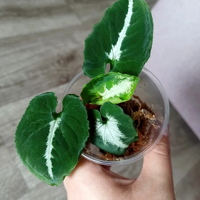 Syngonium Wendlandii Sapling - Image 2
