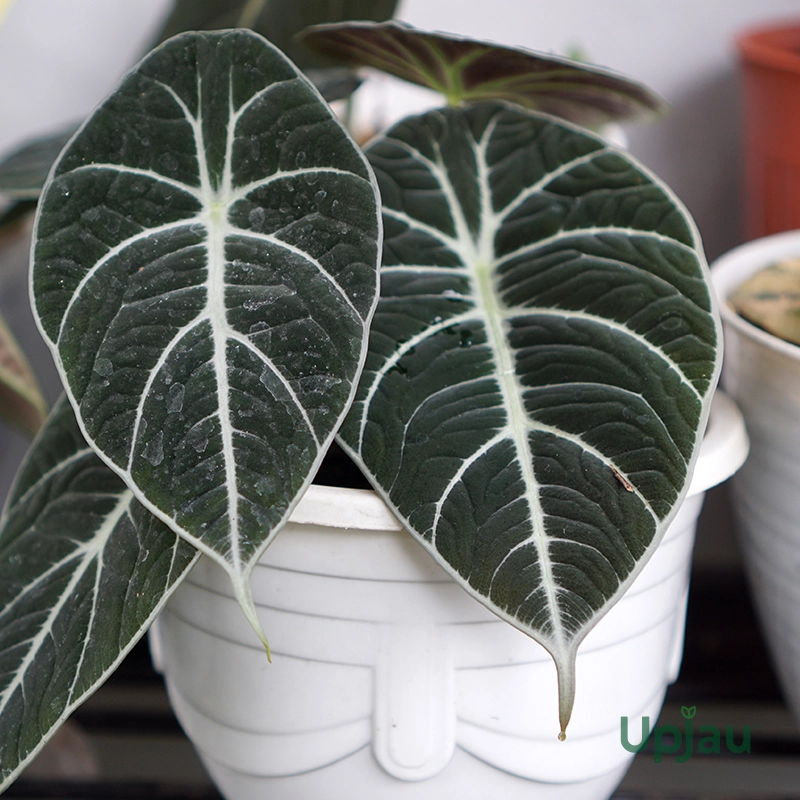 Alocasia Black Velvet