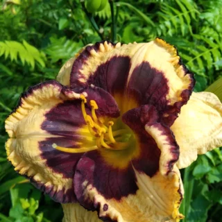 Day lily Hybrid_1