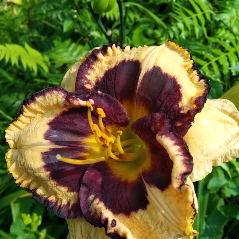 Day lily Hybrid_1