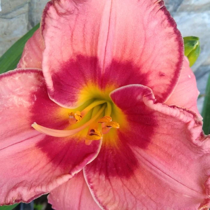 DayLily Hybrid Bulbs (Any color) - Image 8