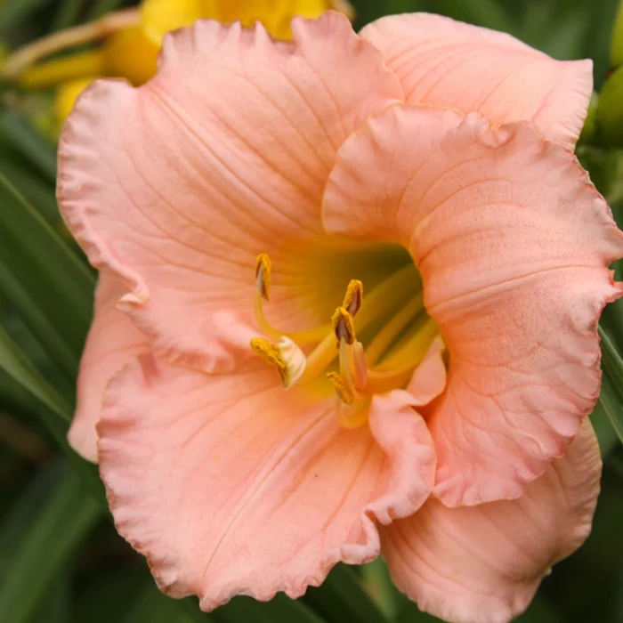 DayLily Hybrid Bulbs (Any color) - Image 6
