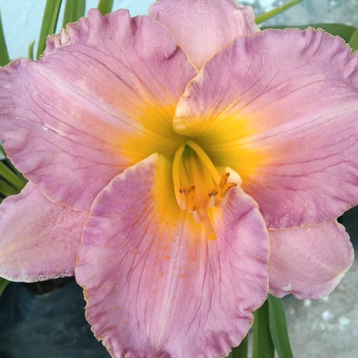 DayLily Hybrid Bulbs (Any color) - Image 5