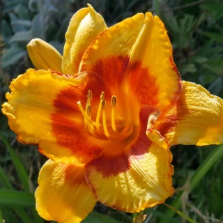 Day lily Hybrid_5