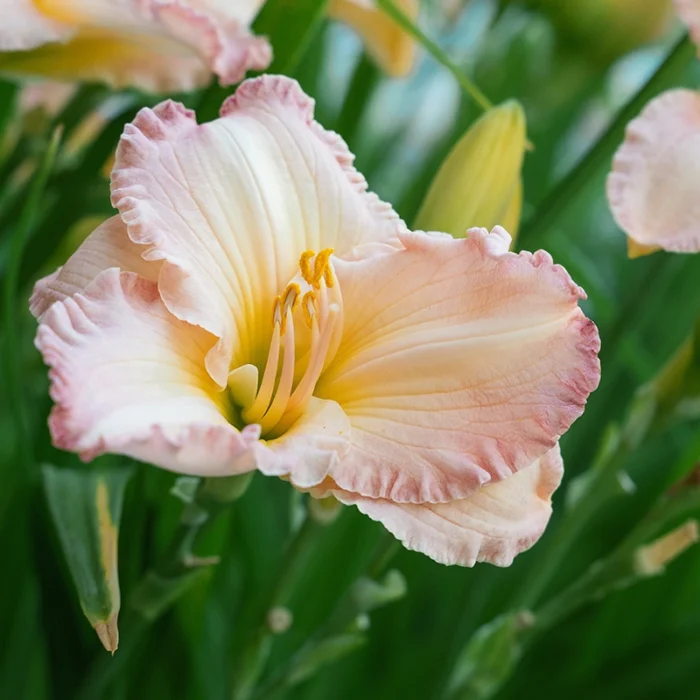 DayLily Hybrid Bulbs (Any color) - Image 7
