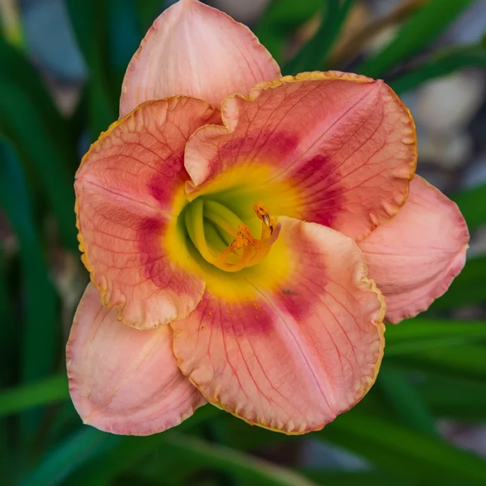 DayLily Hybrid Bulbs (Any color) - Image 4