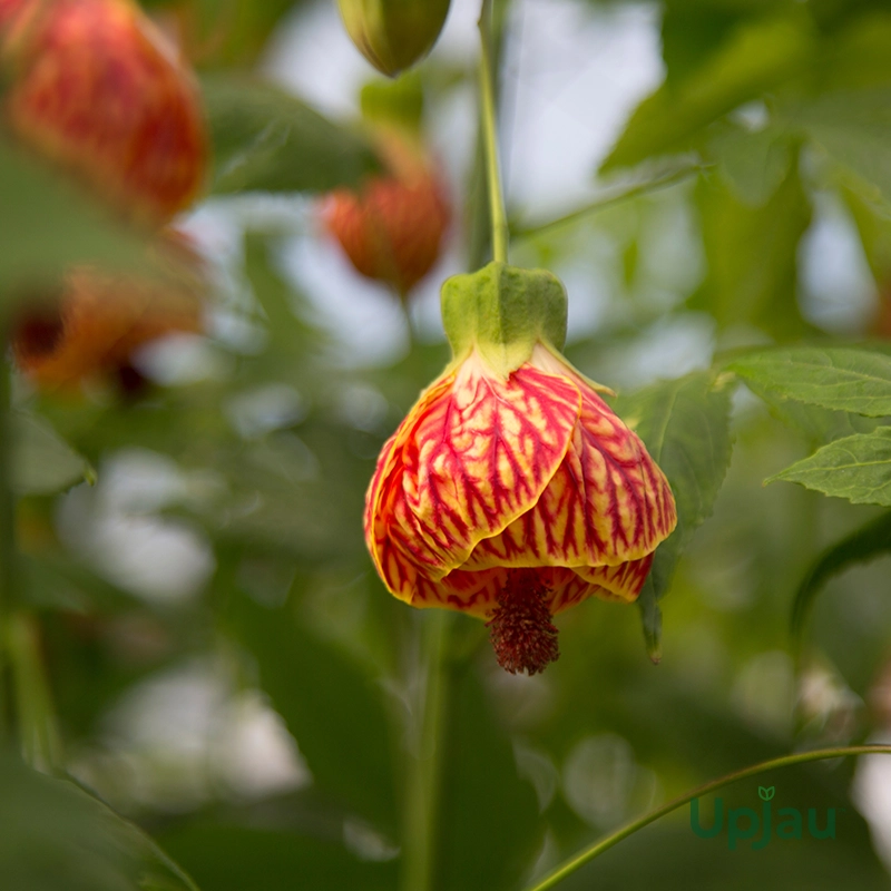 Lantern Hibiscus Tiger