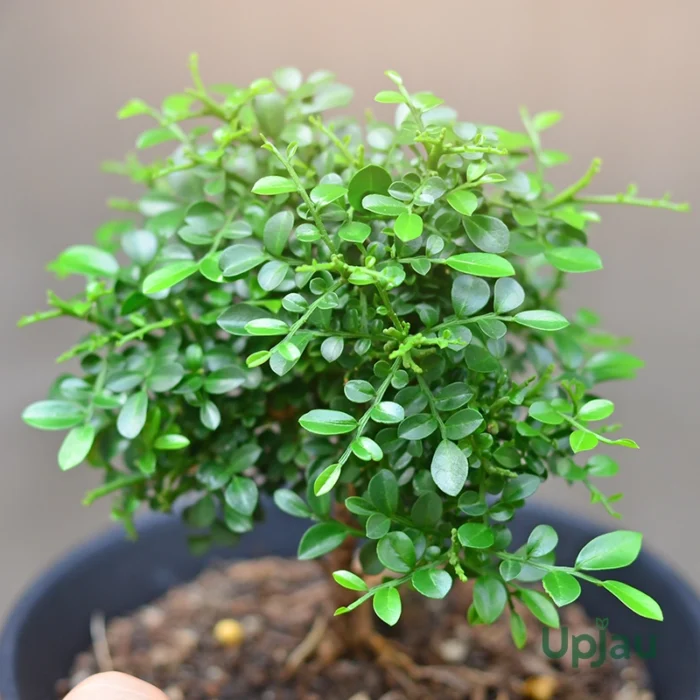 Madhukamini/ Table Kamini Plant (Sapling)