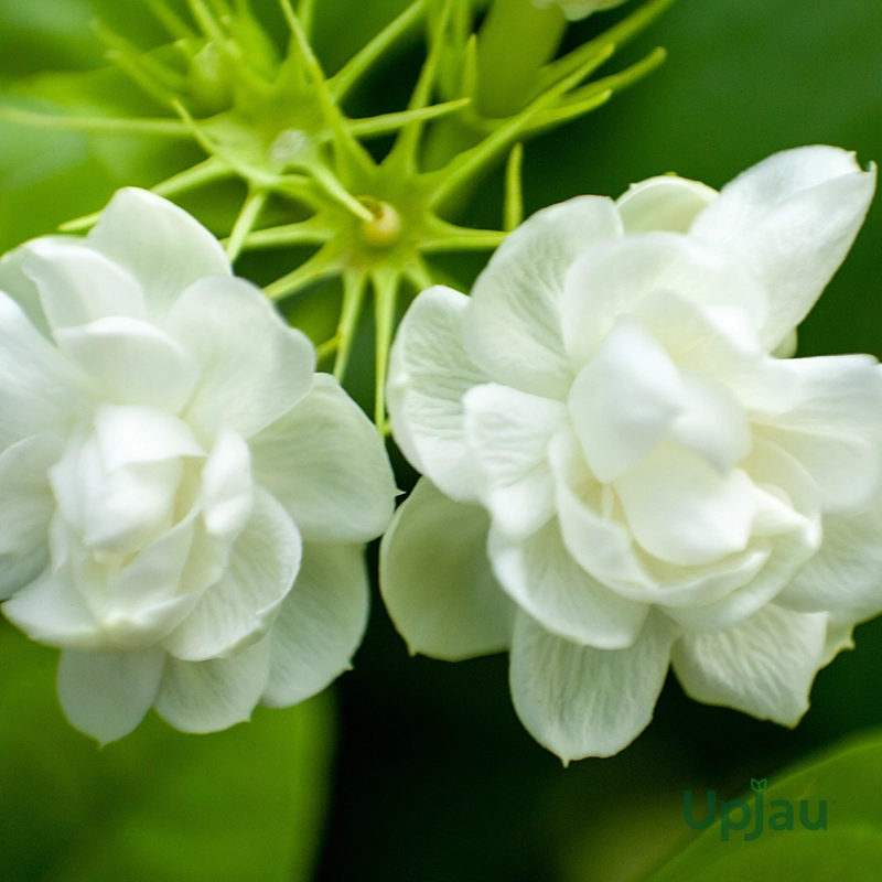 Mogra DP
