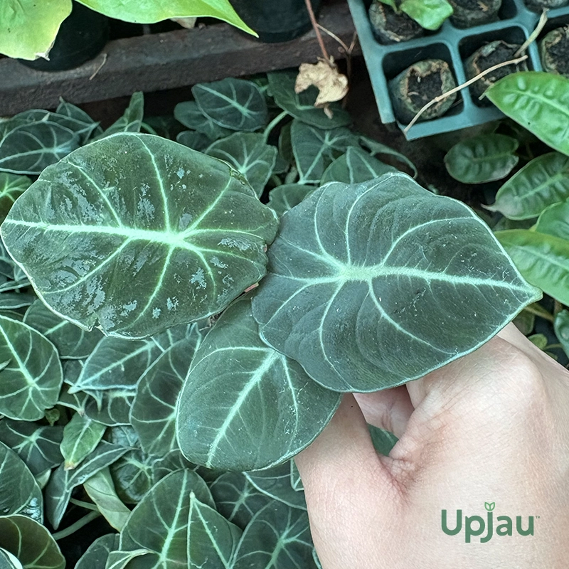alocasia-reginula-black-velvet-leaves-closeup