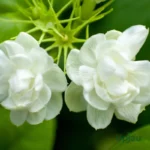 Buy Arabian Jasmine Double Petal Mogra Plant Online in India – Upjau