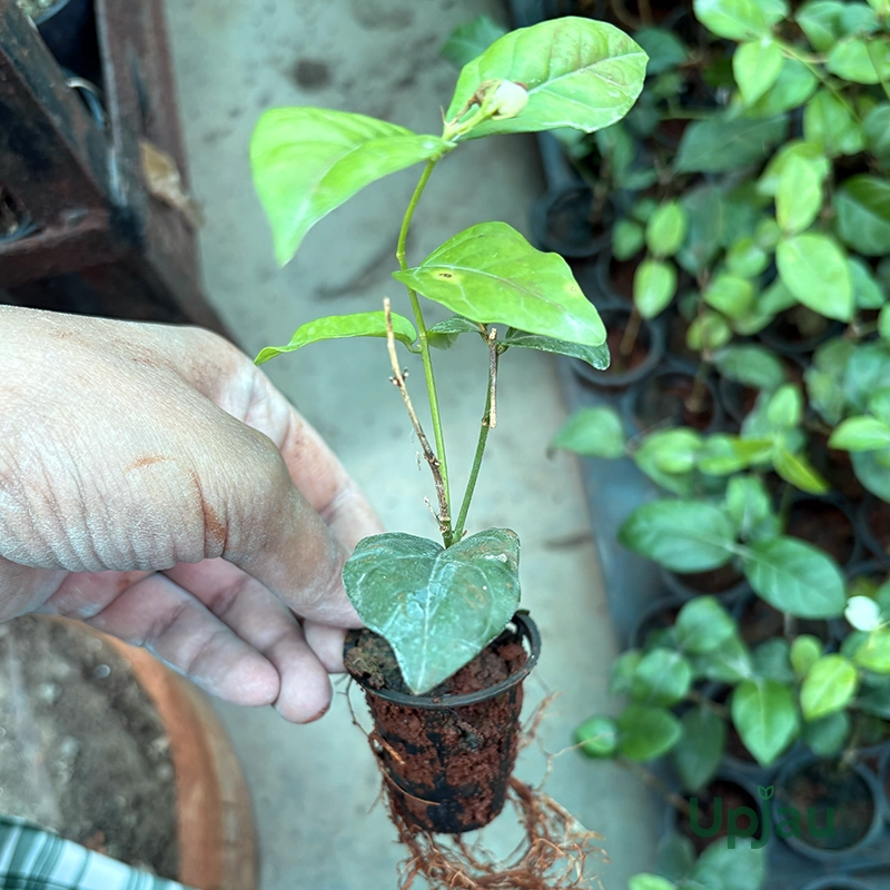 buy-mogra-plant-online-india