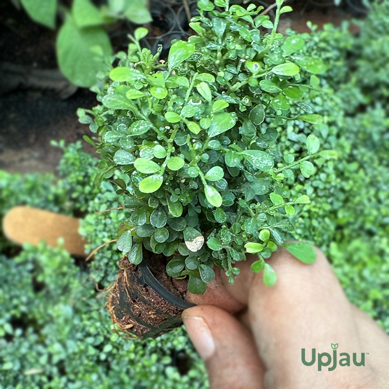 buy-table-kamini-flower-plant