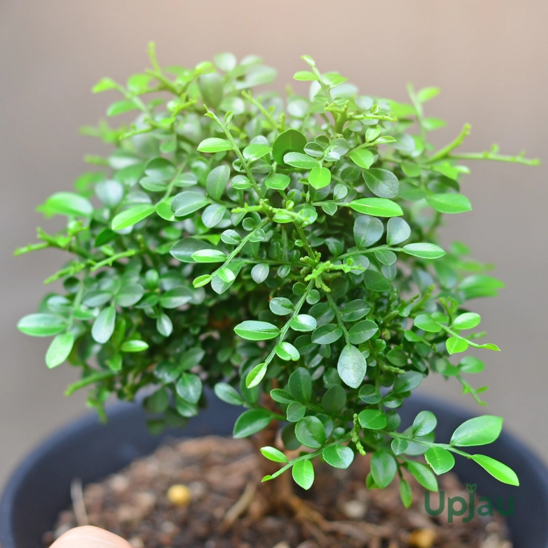 madhukamini-flower-plant-online