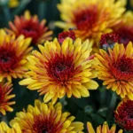 Decorative Chrysanthemum (Guldaudi / Guldavari) Sapling (Choose Color) - Apricot (Orange+Brown)