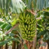 Banana G9 Plant (sapling)