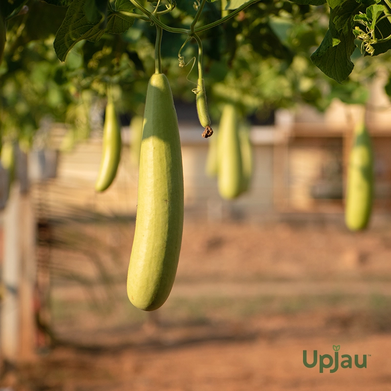 Bottle Gourd Seeds