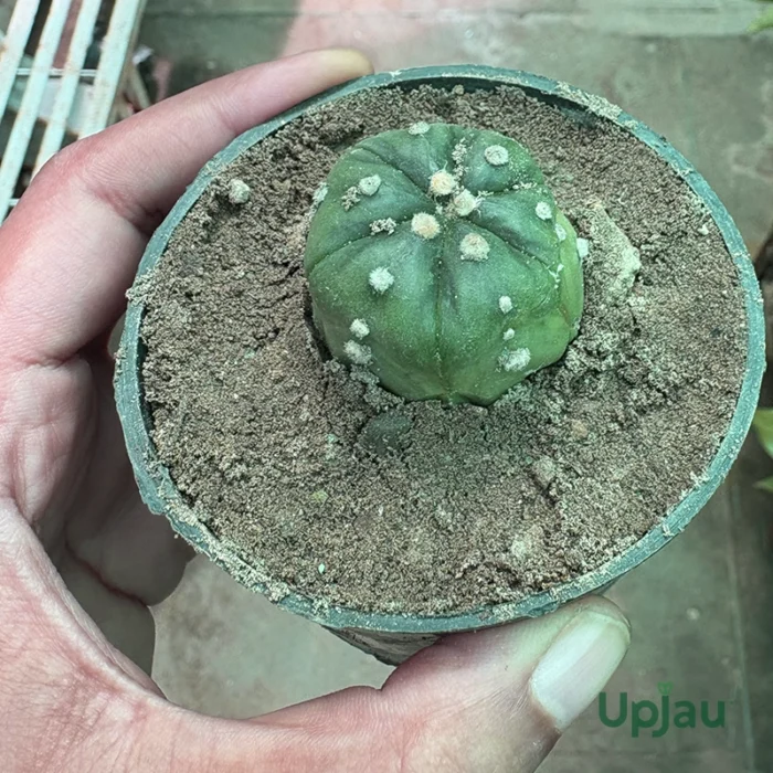 Cactus Astrophytum Asterias Plant - Image 2