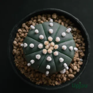 Cactus Astrophytum Asterias