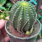 Cactus Euphorbia Infausta Plant