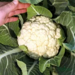 F1 hybrid cauliflower seeds