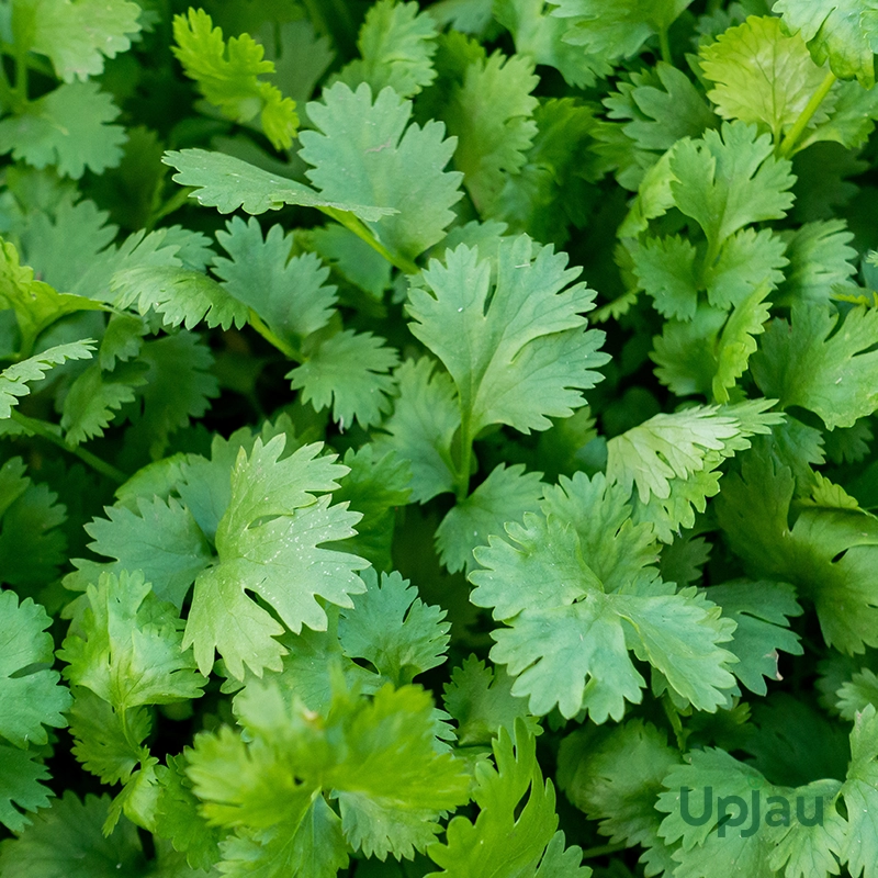 Coriander (Dhaniya) Seeds F1 Hybrid