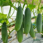 Cucumber (Kheera) Seeds F1 Hybrid (10-12 seeds)