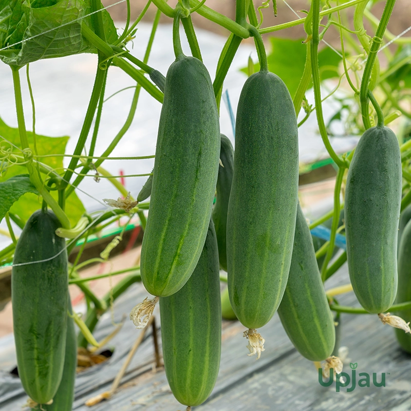 Cucumber