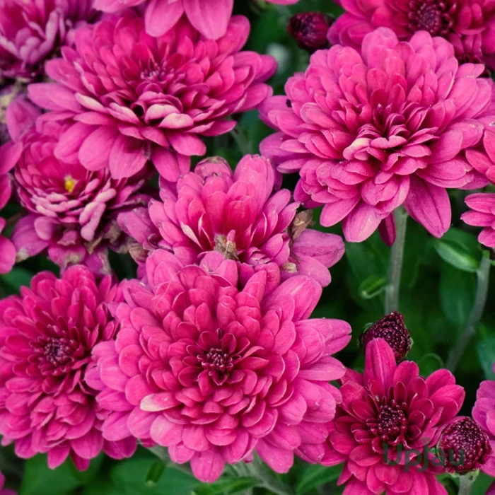Guldavari/Chrysanthemum / Guldaudi Plant  Combo Sapling (12 pcs) - Image 11