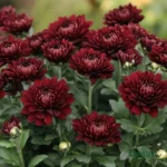 Decorative Chrysanthemum (Guldaudi / Guldavari) Sapling (Choose Color) - Mount Kenya (Red)