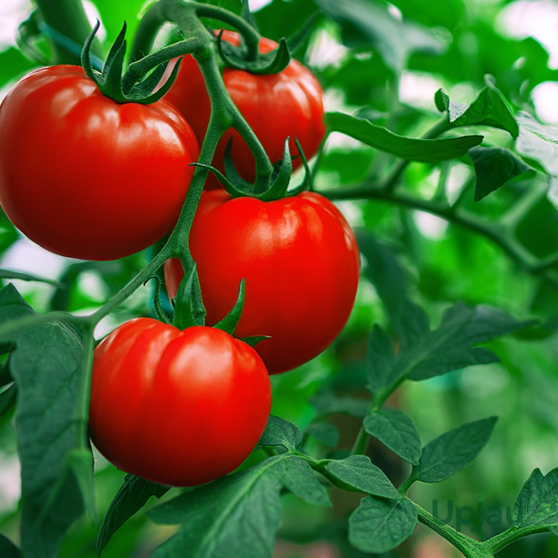 Desi tomato