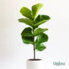 fiddle leaf fig or Ficus lyrata plant sapling