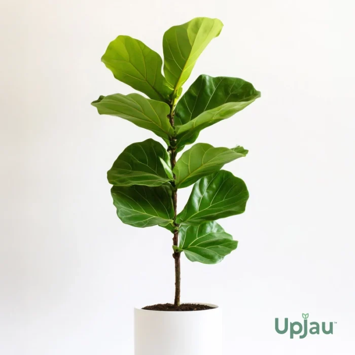 fiddle leaf fig or Ficus lyrata plant sapling