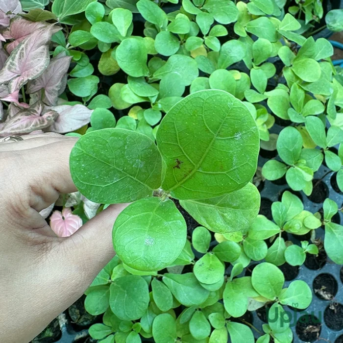 Fiddle-leaf fig/ Ficus lyrata Plant (Sapling) - Image 2