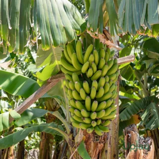 G9-banana-plant-sapling-online-India