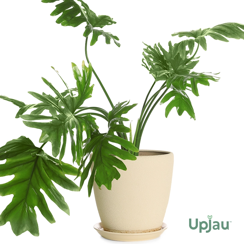 Green selloum2