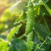 Peas (Matar) Seeds F1 Hybrid (5 gm)