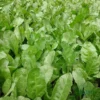 F1 Hybrid Spinach or Palak Seeds (1gm)