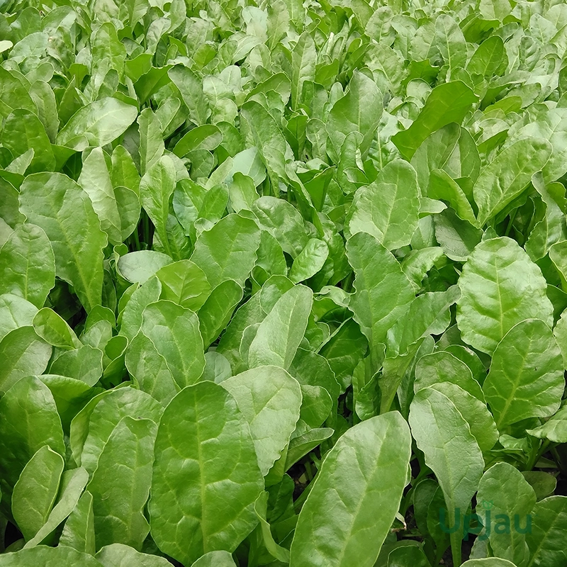 Palak