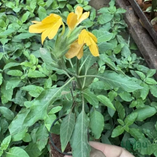Rare Crossandra