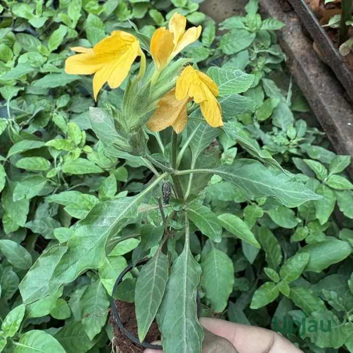Rare Crossandra / firecracker / Lollipop flower Plant (Sapling) - Image 2