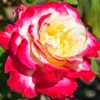 Double Delight Rose Plant