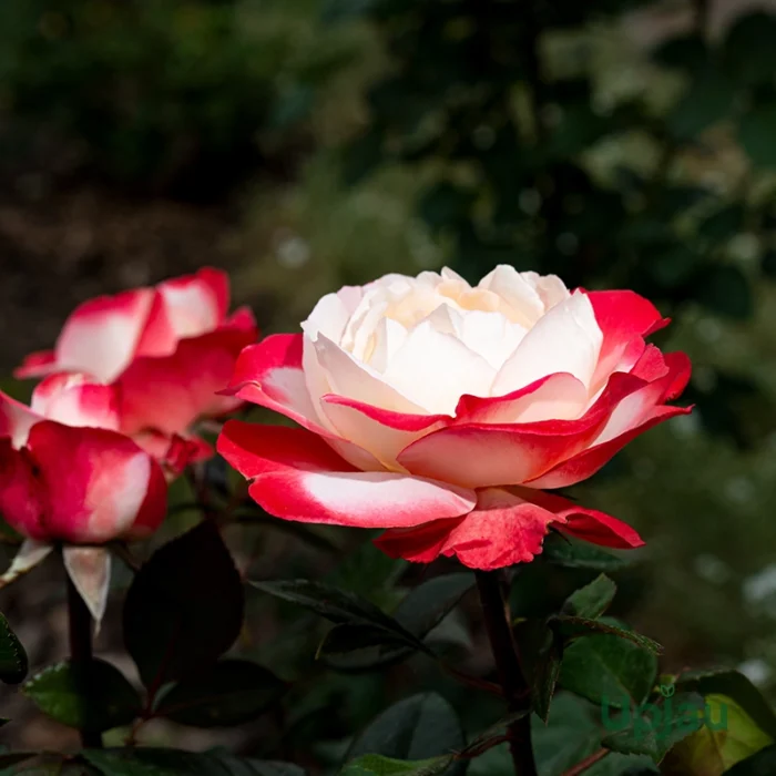 Double Delight Rose Plant - Image 3